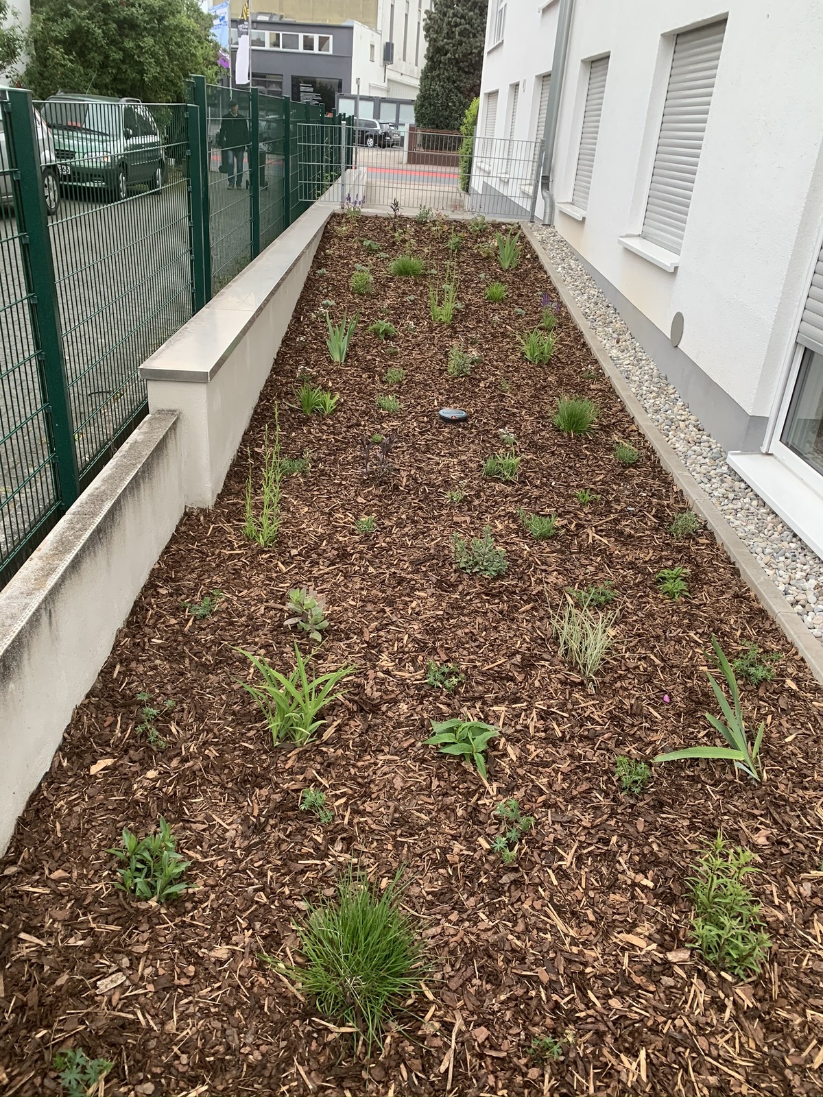 Ein frisch angelegtes Beet mit grünem Gras und jungen Pflanzen im Mulch.