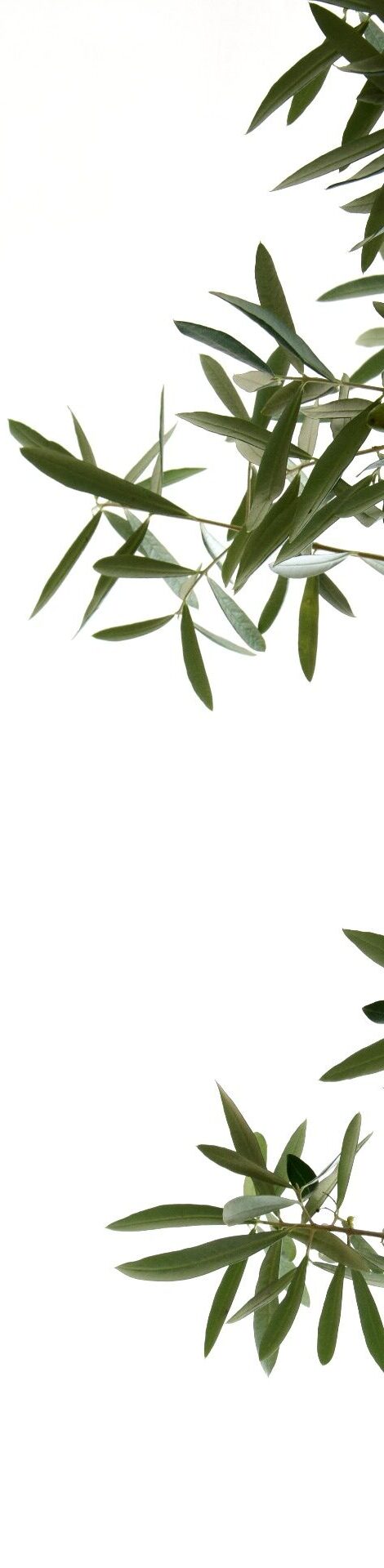 Olivenzweige mit Oliven, isoliert und freigestellt vor hellen Hintergrund