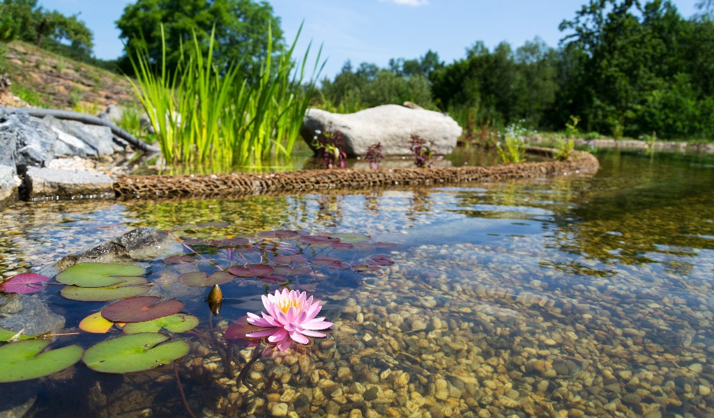 Wunderschöne Seerosenpflanzen, die das Wasser in einem natürlichen Schwimmteich filtern